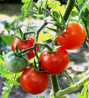 Image du commmerce Gauthier Fruits & Légumes