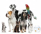 Animaux